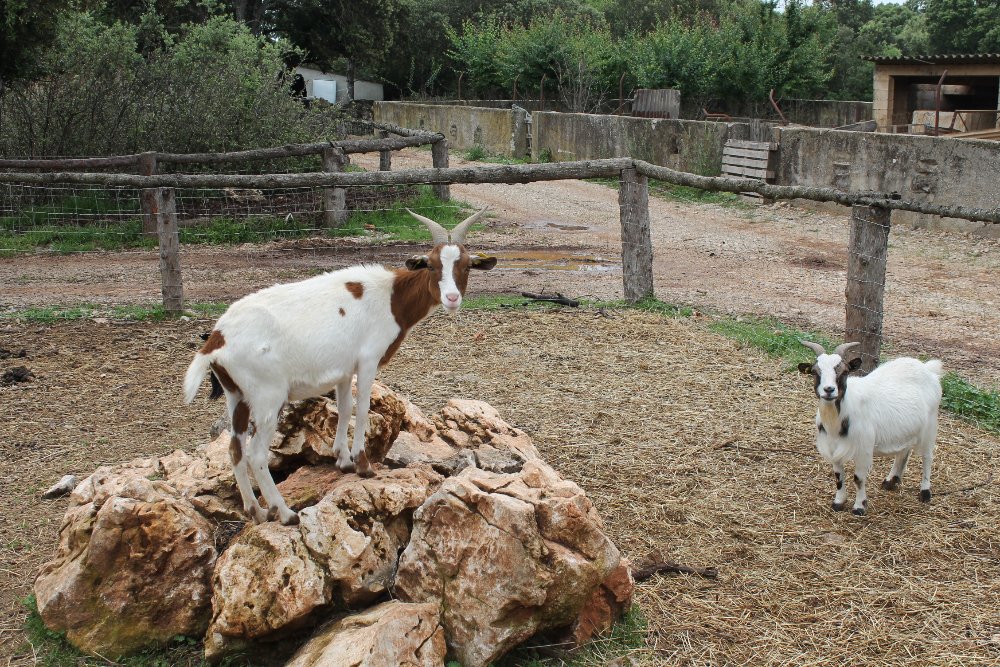 parc animalier ginasservis - Auberge près de Manosque (Var) - Camping